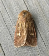 Cerapteryx graminis (Antler Moth)