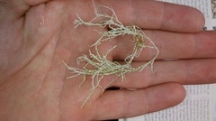 Coral weed (Corallina officinalis)
