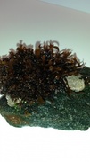 Irish moss (Chondrus crispus)