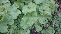 Japanpestrot (Petasites japonicus)