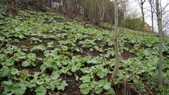 Petasites japonicus