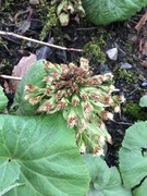 Petasites japonicus