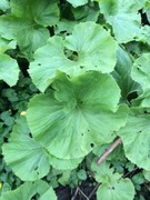 Japanpestrot (Petasites japonicus)