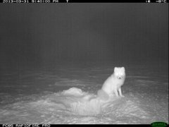 Arctic Fox (Vulpes lagopus)