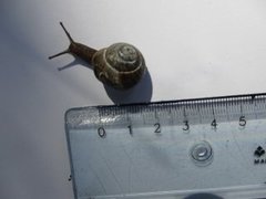 Copse Snail (Arianta arbustorum)