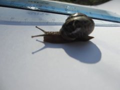 Copse Snail (Arianta arbustorum)