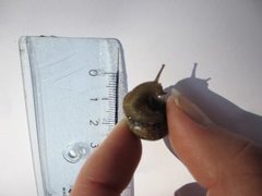 Copse Snail (Arianta arbustorum)