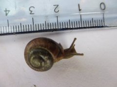 Copse Snail (Arianta arbustorum)