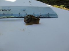 Copse Snail (Arianta arbustorum)