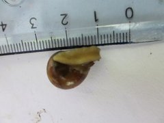 Copse Snail (Arianta arbustorum)