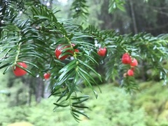 English Yew (Taxus baccata)