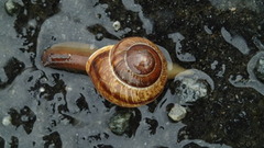 Copse Snail (Arianta arbustorum)