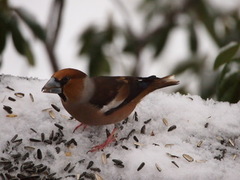 Kjernebiter (Coccothraustes coccothraustes)