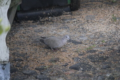 Eurasian Collared Dove (Streptopelia decaocto)