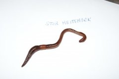 Lumbricus terrestris