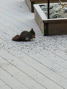 Eurasian Red Squirrel (Sciurus vulgaris)