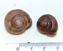 Copse Snail (Arianta arbustorum)