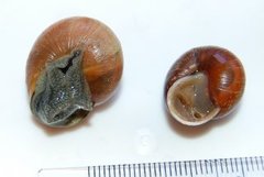 Copse Snail (Arianta arbustorum)