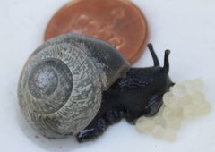 Copse Snail (Arianta arbustorum)