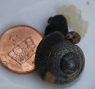 Copse Snail (Arianta arbustorum)