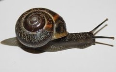 Copse Snail (Arianta arbustorum)