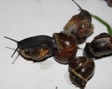 Copse Snail (Arianta arbustorum)