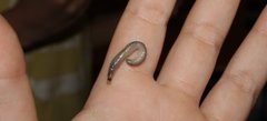 Worm Slug (Boettgerilla pallens)