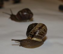 Copse Snail (Arianta arbustorum)