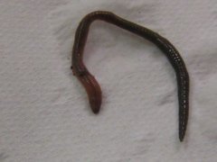 Skogmeitemark (Lumbricus rubellus)