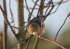 Kjernebiter (Coccothraustes coccothraustes)