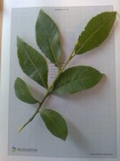 Goat Willow (Salix caprea)