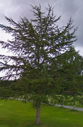 Scots Pine (Pinus sylvestris)