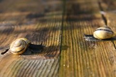 Brown-lipped Snail (Cepaea nemoralis)