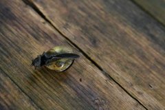 Lundsnegl (Cepaea nemoralis)