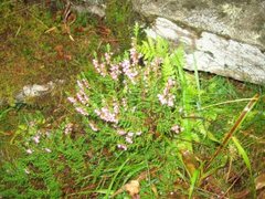 Heather (Calluna vulgaris)