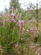 Heather (Calluna vulgaris)