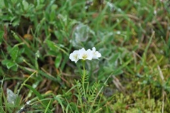 Alpine Bitter-cress (Cardamine bellidifolia)