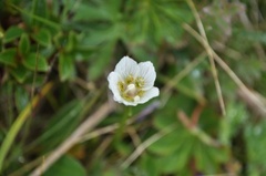 Grass-of-Parnassus (Parnassia palustris)