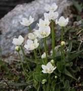 Grass-of-Parnassus (Parnassia palustris)