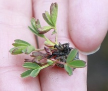 Sibbaldia (Sibbaldia procumbens)