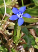 Alpine Gentian (Gentiana nivalis)