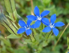 Alpine Gentian (Gentiana nivalis)