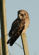 Short-eared Owl (Asio flammeus)