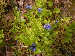 Alpine Speedwell (Veronica alpina)