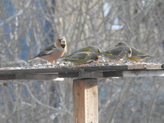 Kjernebiter (Coccothraustes coccothraustes)