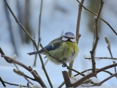 Blåmeis (Cyanistes caeruleus)