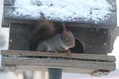 Eurasian Red Squirrel (Sciurus vulgaris)