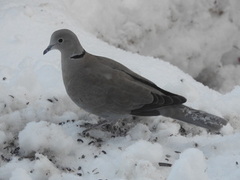 Eurasian Collared Dove (Streptopelia decaocto)