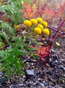 Tansy (Tanacetum vulgare)