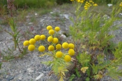 Tansy (Tanacetum vulgare)